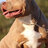 pit bull